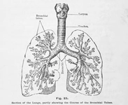 Öksürük Nedenleri Belirtileri ve Tedavisi